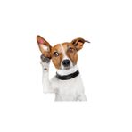 Köpek Kulak Küpesi Yuvarlak Model