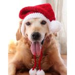 Köpek Şapkası Noel Baba , Büyük Köpekler Için Yılbaşı Şapkası,kıyafeti Köpek Aksesuarı - M