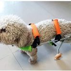 Köpek Tekerlekli Sandalyesi Köpek Tekerlekli Sandalyesi Arka Ayak Yürüyüş Çerçevesi Tekerlekli En İyi Arkadaş Köpek Eklem Yardımı Kedi Egzersiz Tekerleği Destek Tekerlekli Sandalyeler