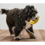 Köpekler İçin Fırlatma ve Su Oyuncağı