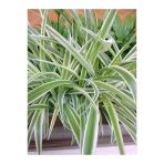 Kordela Kurdele Çiçeği (Chlorophytum) Fidanı 10-20 Cm