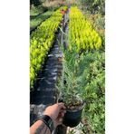 körfezgardens 2 lt saksılı LEYLANDI Fidanı 40-50 cm Boy Birebir Fotoğraf