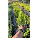 körfezgardens 45-55 CM İTHAL LİMON ÇAM FIDANI DOLGUN, SEÇKİN BOY. Ev Salon Ofis Balkon Tipi