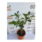 körfezgardens 50 cm Bodur Yediveren Limon ağacı