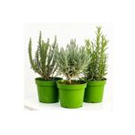 körfezgardens Aromatik Bitki Seti Lavanta, Buyuk Bıberıye, Bol Kokulu Kekık Körfez Garden's Kalitesiyle