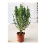 körfezgardens Biberiye Fidanı Büyük Boy (kuş Dili) Saksılı (5.5 Litre) Biberiye Fidanı, Saksıda ,kuşdili