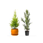 körfezgardens Çit Çamı Seti Limon Çam Ve Leylandi Fidanı Saksılı 30-40 cm Boy