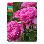 körfezgardens Isparta Gülü Fidanı Aşılı Rosa × damascena, Saksıda Katmerli, Yoğun Kokulu, Gösterişli