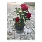körfezgardens Kırmızı Yediveren Aşılı Gül Fidanı Saksıda