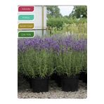 körfezgardens Lavanta Fidanı İngiliz Lavandula angustifolia Hidcote, Saksıda Kokulu, Çiçek Açan, Çalı