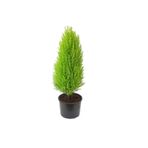 körfezgardens Limon çam Salon çamı fidanı 36-40 cm boy