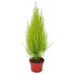körfezgardens Limon çam Salon çamı fidanı