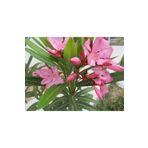 körfezgardens Pembe Zakkum Fidanı 90 cm