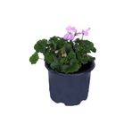 körfezgardens Sardunya Çiçeği Saksı'da - Pelargonium - Pembe Renk