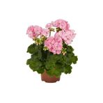 körfezgardens Sardunya Çiçeği-sardunya Fidesi-pembe Renk