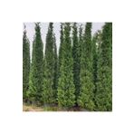 körfezgardens Selvi Leylandi Çam Fidanı Tüplü 60-80 Cm