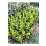 körfezgardens Tüplü ( Salon Çamı ) Limoni Servi Çam Fidanı (14 Lük Saksıda- Boyu 30-40 Cm ) Limon Kokulu Çam Fidan