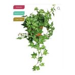 körfezgardens Yeşil İngiliz Sarmaşığı Hedera helix Baltica, Saksıda Herdem Yeşil, Sarılıcı
