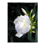 körfezgardens Zakkum Fidanı beyaz renk 85 cm