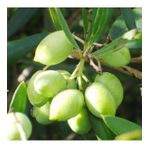 Koroneiki Bodur Zeytin Fidanı (meyve Verme Durumunda)