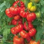 Köy Domates Tohumu 100+ Tohum N11.8084