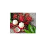 Köy Tohumları 1 Adet Tohum Tropikal Rambutan Meyvesi Ağacı Tohumu Rambutan Tropikal Ağaç Tohumu