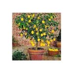 Köy Tohumları 10 Adet Tohum Bodur Bonsai Limon Ağacı Tohumu Italyan Limon Seti Saksı Toprak Sürpriz Hediye Tohum