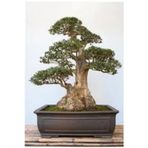 Köy Tohumları 10 Adet Tohum Bodur Bonsai Lübnan Sediri Ağacı Bonzai Tohumu Saksı Toprak Hediyelidir