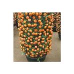 Köy Tohumları 10 Adet Tohum Bodur Bonsai Mandalina Bonzai Ağacı Tohum Süpriz Hediye Bonsai Ağacı Tohum