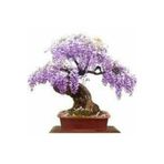 Köy Tohumları 10 Adet Tohum Bodur Jakaranda Bonsai Ağacı Tohumu Saksı Toprak Süpriz Hediye Bonsai Ağacı Tohumu