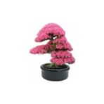 Köy Tohumları 10 Adet Tohum Nadir Bulunan Japon Sakura Ağacı Bonsai Prunus Serrulata Ağacı Ekim Kiti Saksı Toprak