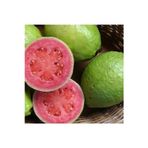 Köy Tohumları 10 Adet Tohum Nadir Guava Meyve Ağaç Tohumu Tropikal İthal Meyve Tohumu Hediye Tohumu