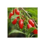 Köy Tohumları 10 Adet Tohum Organik Bahçe Goji Berry Tohumu Hobi Balkon Yetiştirme Kırmızı Goji Berry Saksı Toprak