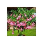 Köy Tohumları 10 Adet Tohum Pembe Angel Trumpet Çiçeği Meleklerin Borazanı Çiçeği Tohumu