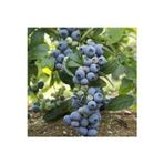 Köy Tohumları 10 Adet Tohum Yaban Mersini Tohumu Blueberry Tohumu Sürpriz Hediye Tohumu