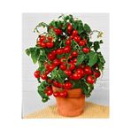 Köy Tohumları 100 Adet Tohum Nadir Saksılık Kırmızı Çeri Cherry Domatesi Tohumu Mini Domates Saksı Toprak