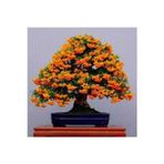 Köy Tohumları 15 Adet Tohum Nadir Ateş Dikeni Bonsai Ağaç Tohumu Ateş Diken Tohum Saksı Toprak Hediyemizdir