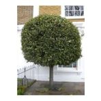 Köy Tohumları 2 Adet Tohum Nadir Defne Ağacı Bonsai Tohumu Organik Saksı Topraklıdır