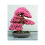 Köy Tohumları 20 Adet Tohum Bodur Pembe Erguvan Bonzai Ağac Ekim Seti Saksı Toprak Sürpriz Hediye Bonsai Tohumlu
