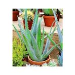 Köy Tohumları 20 Adet Tohum Organik Aleovera Çiçeği Tohumu Balkon Aloevera Çiçek Tohumu Saksı Toprak Hediye
