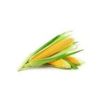 Köy Tohumları 200 Adet Tohumkaliyeli Organik Haşlamalık Süt Mısır Tohumu Darı Tohumu Sürpriz Hediye Tohum