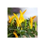 Köy Tohumları 25 Adet Tohum Yediveren Sarı Acı Süs Biberi Tohumu Organik Bahçe Cin Biberi Tohumu Sürpriz Hediyeli