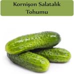 Köy Tohumları 250 Adet Tohum Mini Turşuluk Kornişon Salatalık Tohumu Saksı Topraklıdır