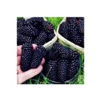 Köy Tohumları 30 Adet Tohum Eko Paket Böğürtlen Tohumu Ahududu Tohumu Ithal Süpriz Hediye Bonsai Ağacı Tohumu