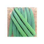 Köy Tohumları 5 Adet Nadir Yeşil Uzun Tayland Yemeklik Kabak Tohumu Organik Hasat Tohum Kaliteli Tohum