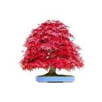 Köy Tohumları 5 Adet Tohum Bodur Bonsai Kırmızı Japon Red Maple Ağacı Bonzai Tohumu Süpriz Hediye Bonsai Tohumu