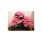 Köy Tohumları 5 Adet Tohum Bodur Pembe Erguvan Bonsai Bonzai Ağaç Tohumu Tohumlu