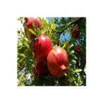 Köy Tohumları 5 Adet Tohum Nar Ağacı Tohumu Kırmızı Nar Ağacı Tohumu Saksı Toprak Süpriz Heidye Bonsai Ağacı