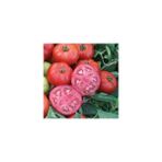 Köy Tohumları 50 Adet Tohum Iri Pembe Bulgar Domates Tohumu Pembe Köy Domates Saksı Toprak - 100 Adet