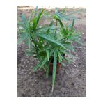 Köyceğiz Bitki Dünyası Japon Şemsiyesi (cyperus Alternifolius) Şemsiye Palmiyesi